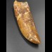 11,9cm fantastic Carcharodontosaurus tooth Dinosaurier Fossil