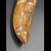 11,9cm fantastic Carcharodontosaurus tooth Dinosaurier Fossil