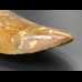 11,9cm fantastic Carcharodontosaurus tooth Dinosaurier Fossil