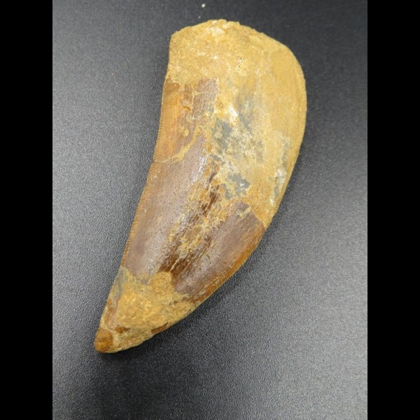 6,2cm Carcharodontosaurus tooth Dinosaurier Fossil