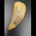 6,2cm Carcharodontosaurus tooth Dinosaurier Fossil