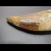 6,2cm Carcharodontosaurus tooth Dinosaurier Fossil