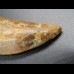 6,2cm Carcharodontosaurus tooth Dinosaurier Fossil