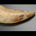 6,2cm Carcharodontosaurus tooth Dinosaurier Fossil