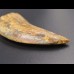 6,2cm Carcharodontosaurus tooth Dinosaurier Fossil