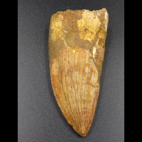 6,5cm Carcharodontosaurus tooth Dinosaurier Fossil