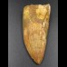 6,5cm Carcharodontosaurus tooth Dinosaurier Fossil