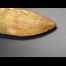6,5cm Carcharodontosaurus tooth Dinosaurier Fossil