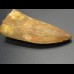 6,5cm Carcharodontosaurus tooth Dinosaurier Fossil