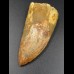 6,5cm Carcharodontosaurus tooth Dinosaurier Fossil