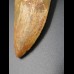 6,5cm Carcharodontosaurus tooth Dinosaurier Fossil
