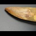 6,5cm Carcharodontosaurus tooth Dinosaurier Fossil
