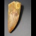6,5cm Carcharodontosaurus tooth Dinosaurier Fossil