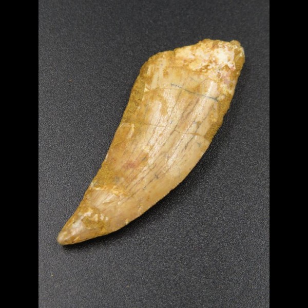 4,7cm Carcharodontosaurus tooth Dinosaurier Fossil