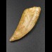 4,7cm Carcharodontosaurus tooth Dinosaurier Fossil