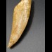 4,7cm Carcharodontosaurus tooth Dinosaurier Fossil