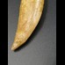 4,7cm Carcharodontosaurus tooth Dinosaurier Fossil