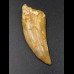 4,7cm Carcharodontosaurus tooth Dinosaurier Fossil