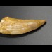 4,7cm Carcharodontosaurus tooth Dinosaurier Fossil
