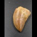 3cm Carcharodontosaurus tooth Dinosaurier Fossil