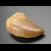 3cm Carcharodontosaurus tooth Dinosaurier Fossil