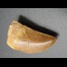 3cm Carcharodontosaurus tooth Dinosaurier Fossil