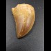 3cm Carcharodontosaurus tooth Dinosaurier Fossil