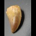 3cm Carcharodontosaurus tooth Dinosaurier Fossil