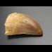 3cm Carcharodontosaurus tooth Dinosaurier Fossil