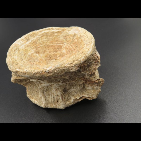 7,6cm Mosasaurus Wirbel Dinosaurier