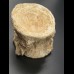 7,6cm Mosasaurus Wirbel Dinosaurier