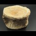 7,6cm Mosasaurus Wirbel Dinosaurier