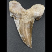 7,4cm Otodus Sokolovi Megalodon gezahnt, selten