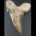 7,4cm Otodus Sokolovi Megalodon gezahnt, selten