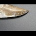 7,4cm Otodus Sokolovi Megalodon getootht, selten