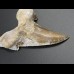 7,4cm Otodus Sokolovi Megalodon gezahnt, selten