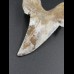 7,4cm Otodus Sokolovi Megalodon getootht, selten