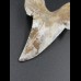 7,4cm Otodus Sokolovi Megalodon gezahnt, selten