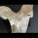 7,4cm Otodus Sokolovi Megalodon getootht, selten