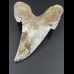 7,4cm Otodus Sokolovi Megalodon gezahnt, selten