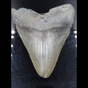 9,8cm shark tooth of Megalodon shark