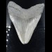 9,8cm Haizahn des Megalodon Hai