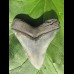 12,1cm sharp Megalodon shark tooth shark tolle Form