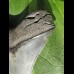 12,1cm sharp Megalodon shark tooth shark tolle Form