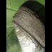 12,1cm sharp Megalodon shark tooth shark tolle Form
