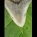 12,1cm sharp Megalodon shark tooth shark tolle Form
