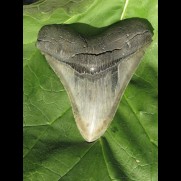 12,1cm sharp Megalodon shark tooth shark tolle Form