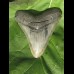 12,1cm sharp Megalodon shark tooth shark tolle Form