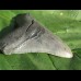 12,1cm scharfer Megalodon Haizahn Hai tolle Form