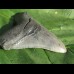 12,1cm sharp Megalodon shark tooth shark tolle Form